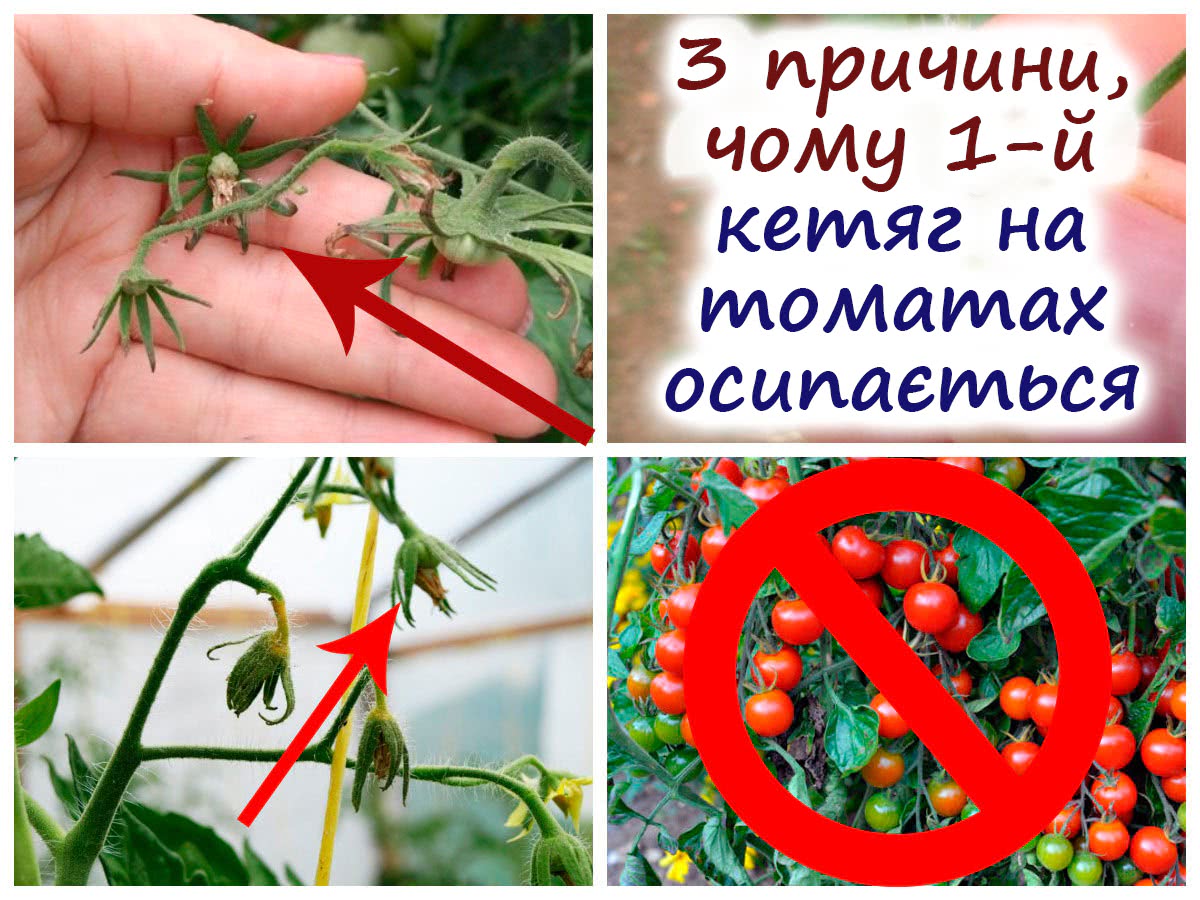 У томатів обсипається зав'язь