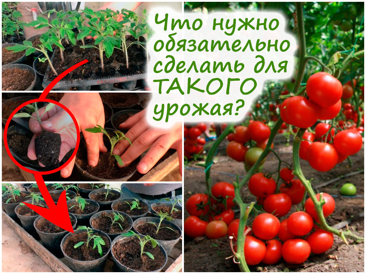 Пикировка томатов