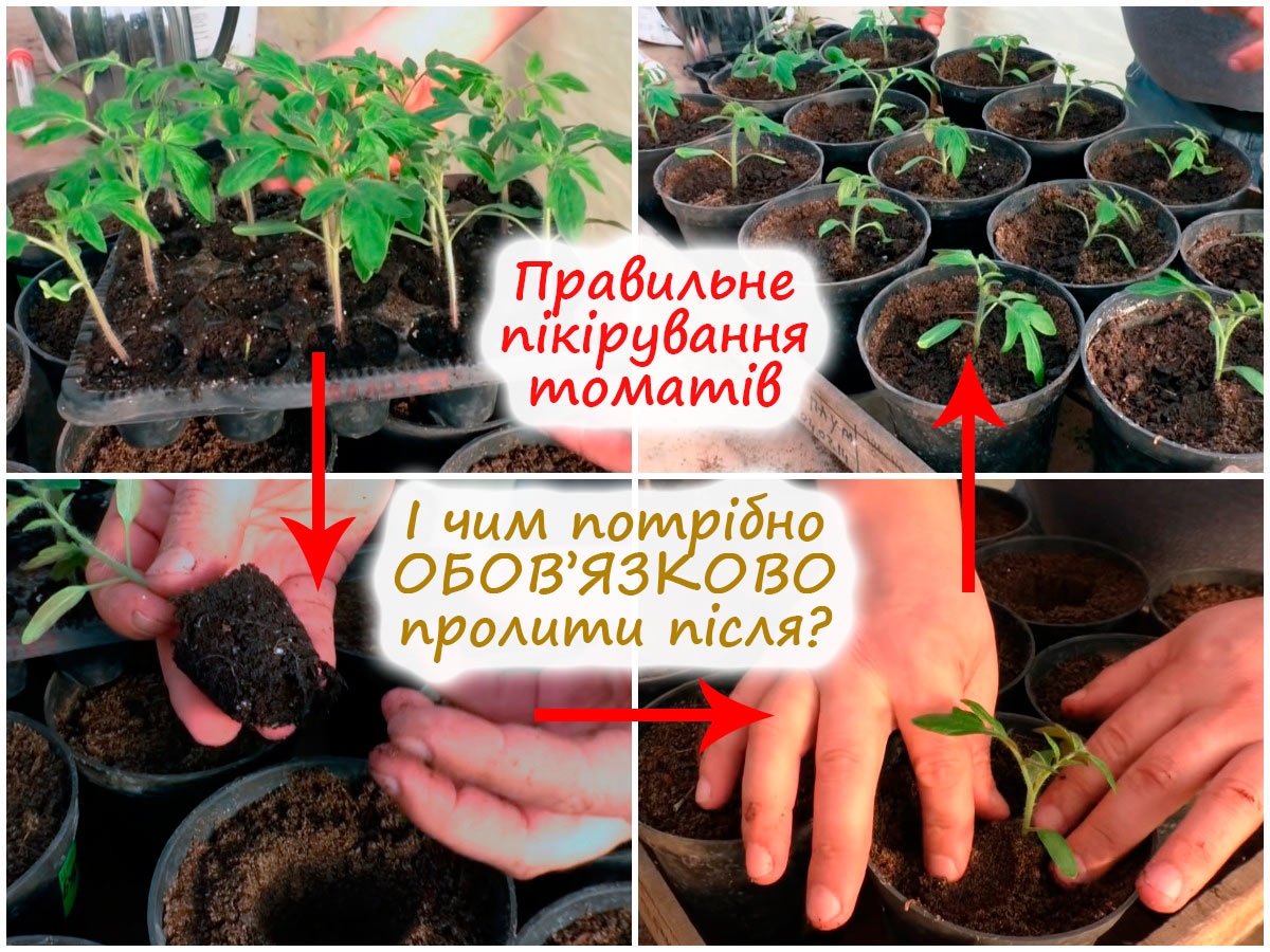 Пікірування томатів