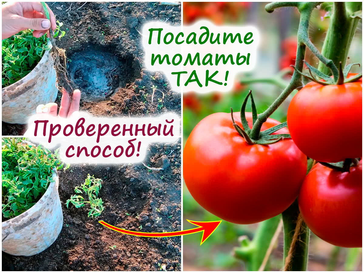 Посадка томатов в открытый грунт