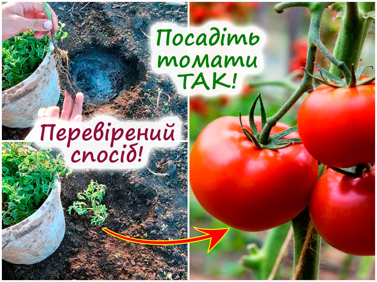 Посадка томатів у відкритий ґрунт