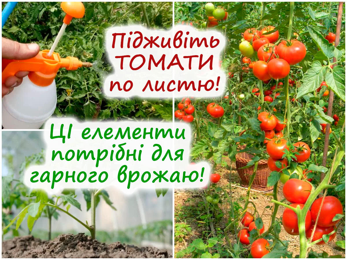 Позакореневе підживлення розсади томатів