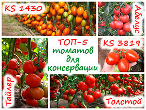 Сорта томатов для консервирования
