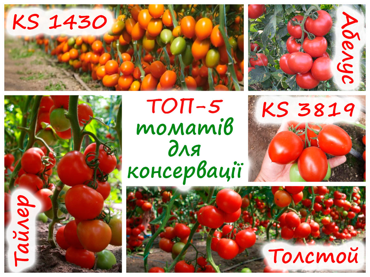Сорти томатів для консервування