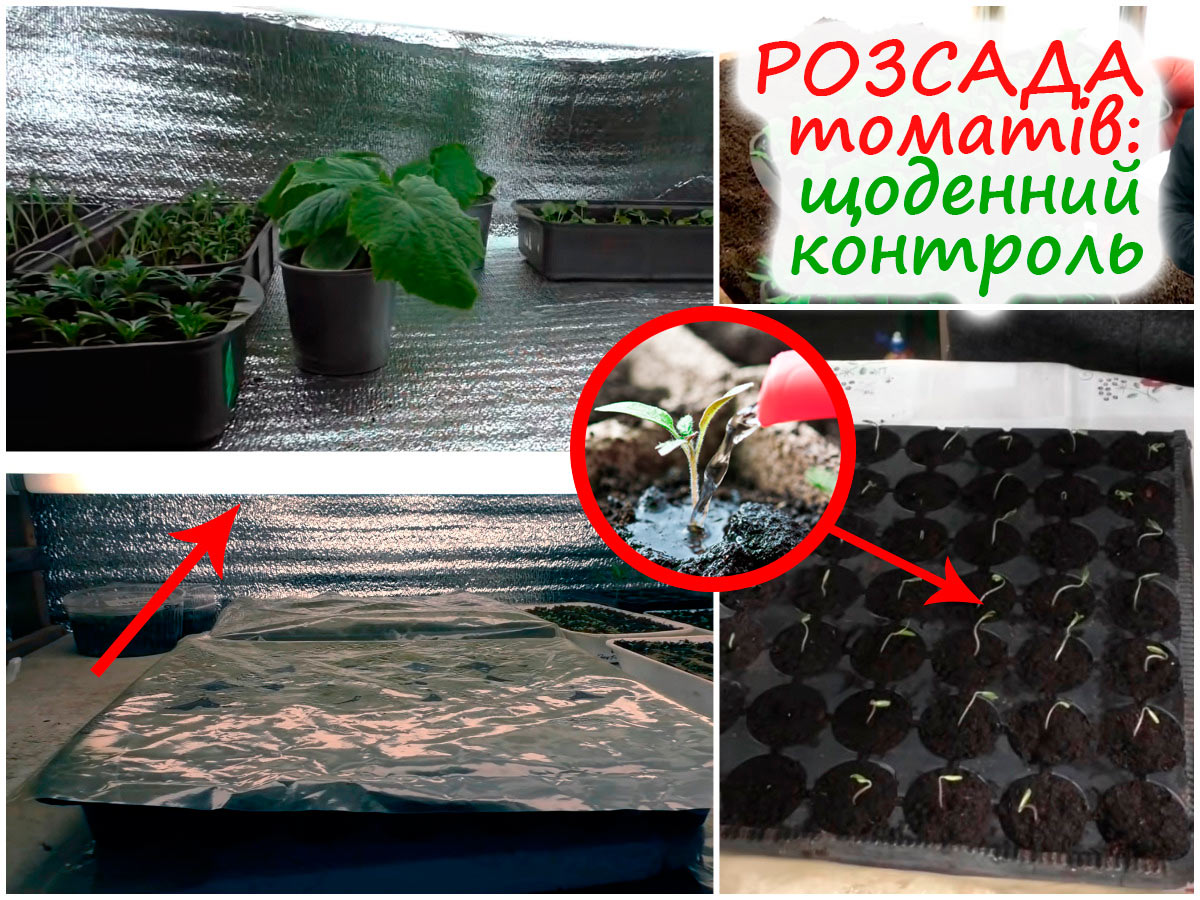 Догляд за сходами помідорів