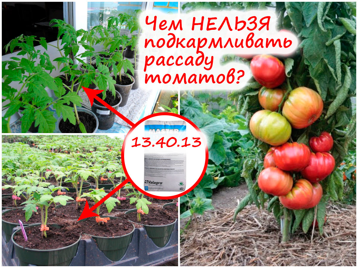 Подкормка рассады томатов