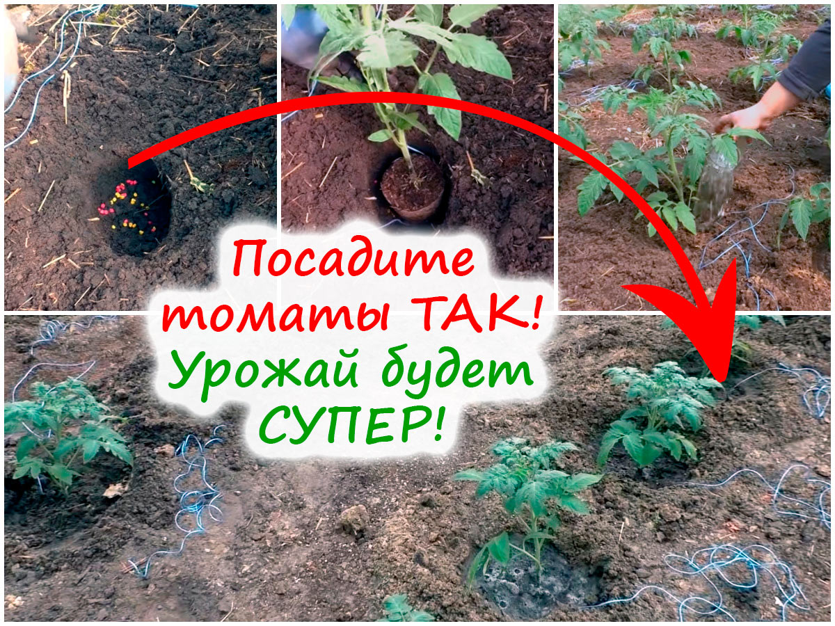Пересадка рассады томатов в теплицу