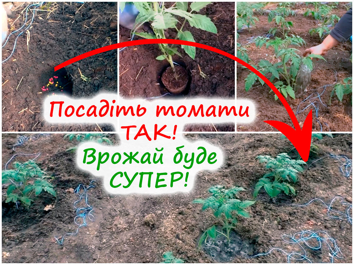 Пересадка розсади томатів у теплицю