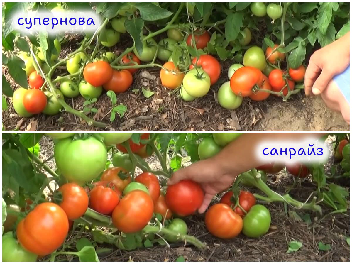 Томат Супернова и Санрайз