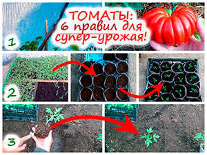 Правила выращивания томатов