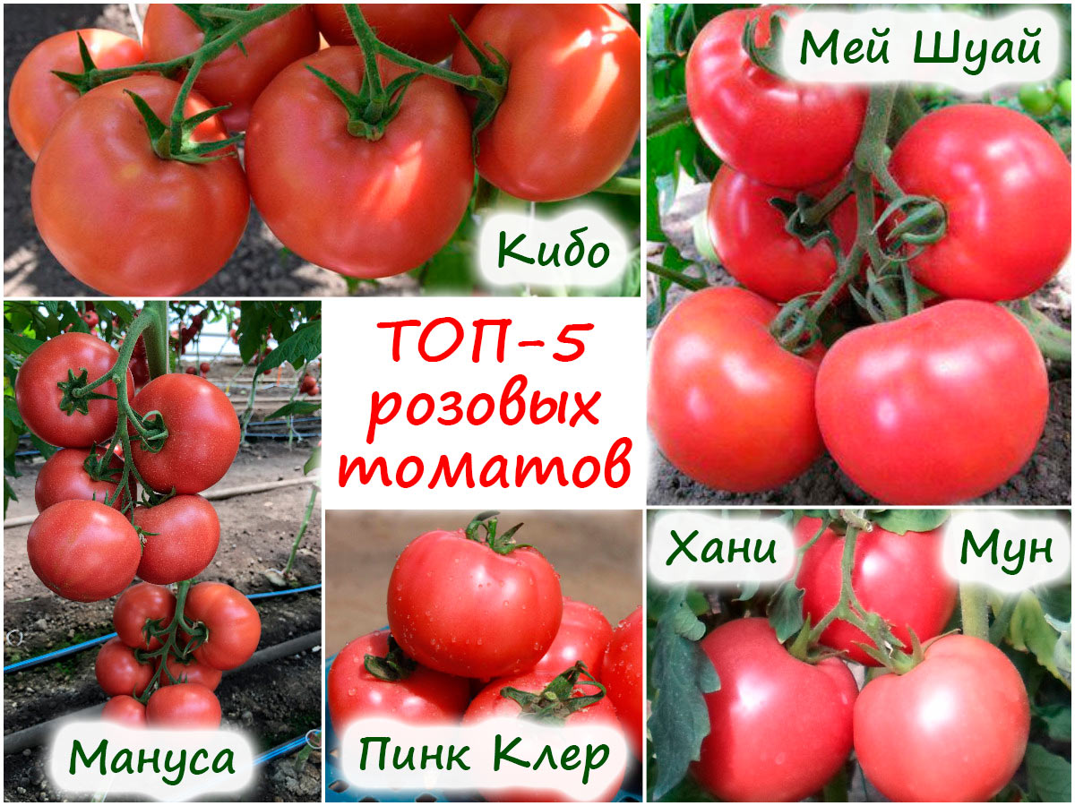 5 сортов розовых помидоров