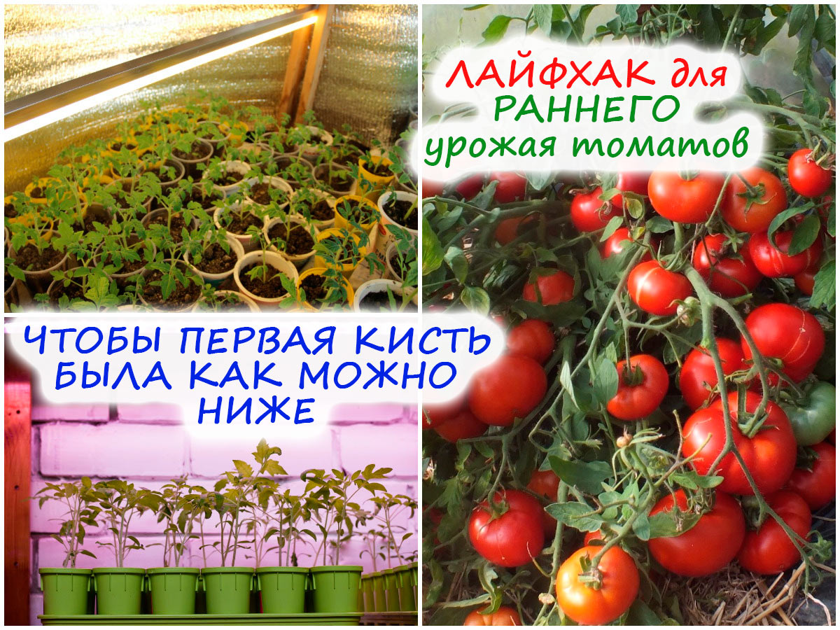 Ранний урожай томатов