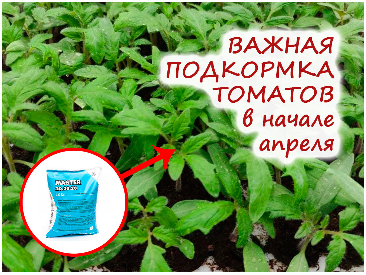Подкормка томатов