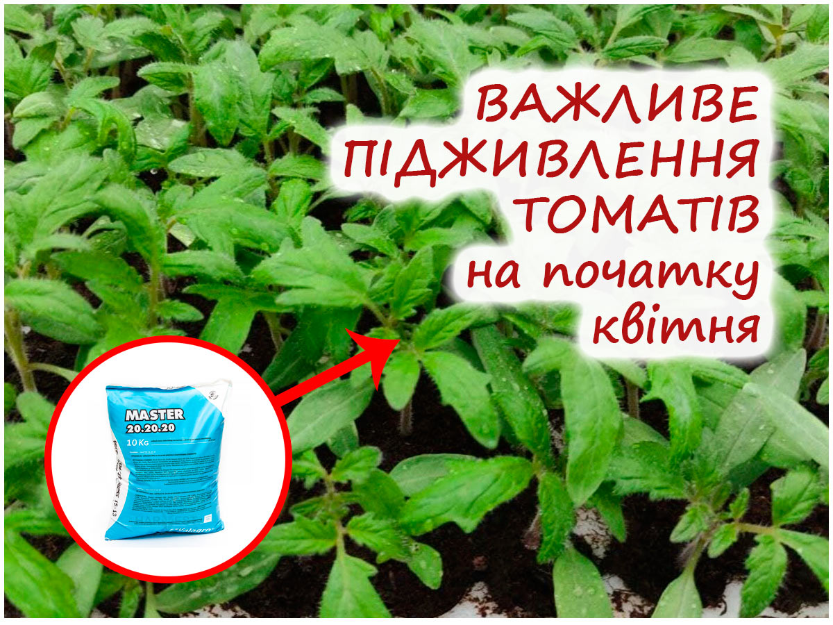 Підживлення томатів