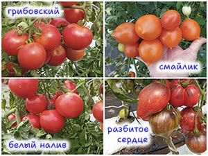 Вкусные сорта томатов