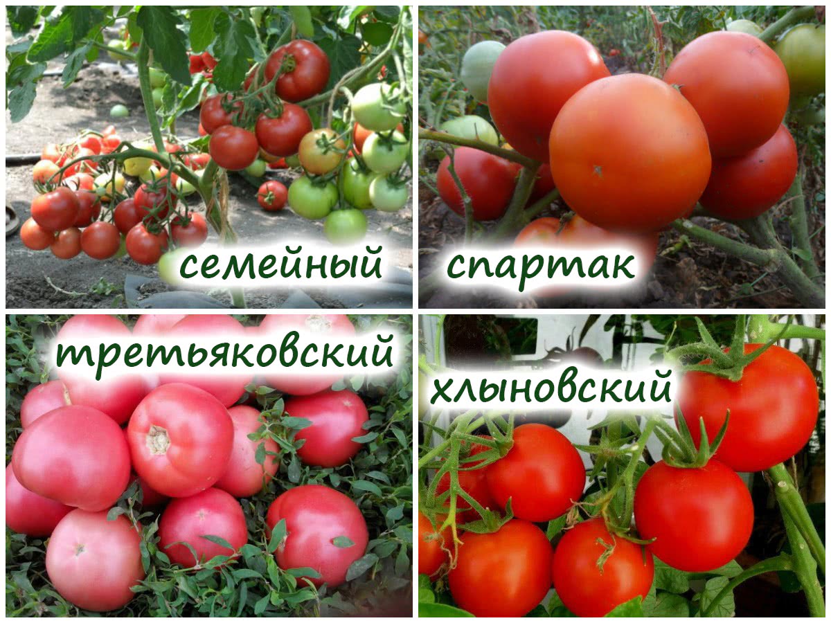 Томаты, которые не болеют