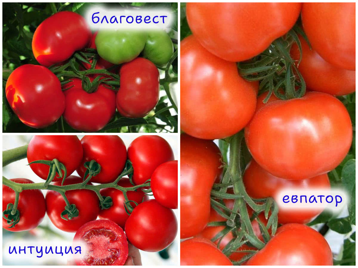 Томаты, устойчивые к болезням