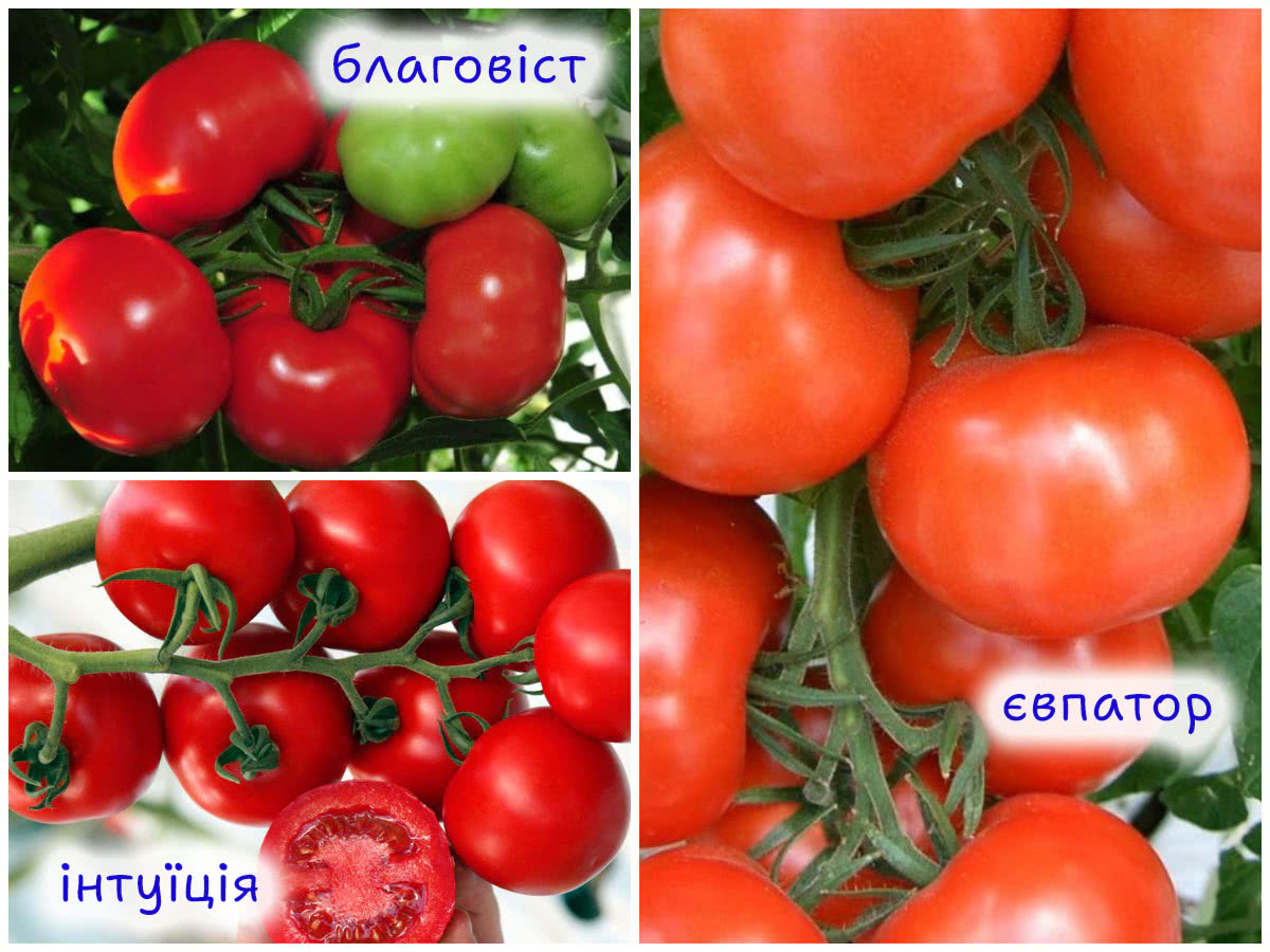 Томати, стійкі до хвороб