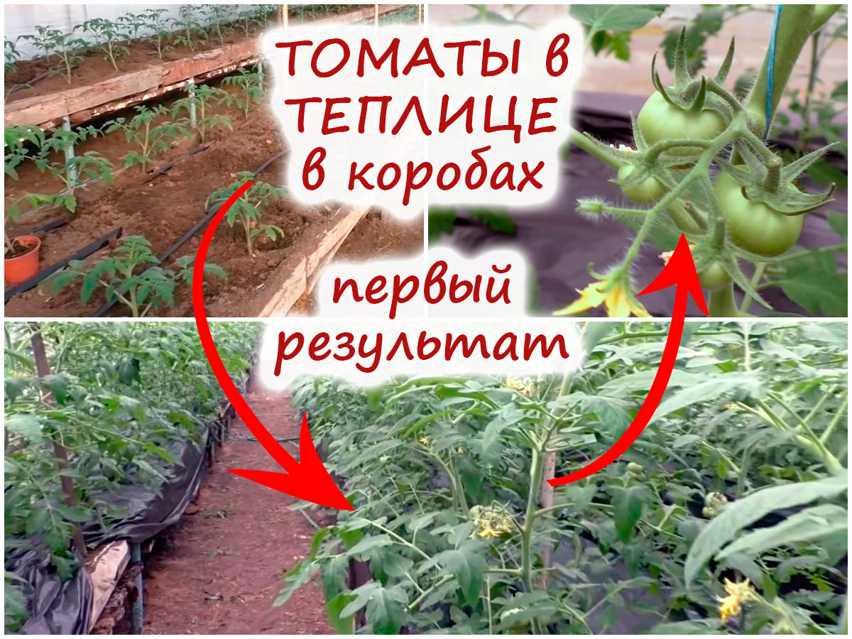 Помидоры в теплице в коробах