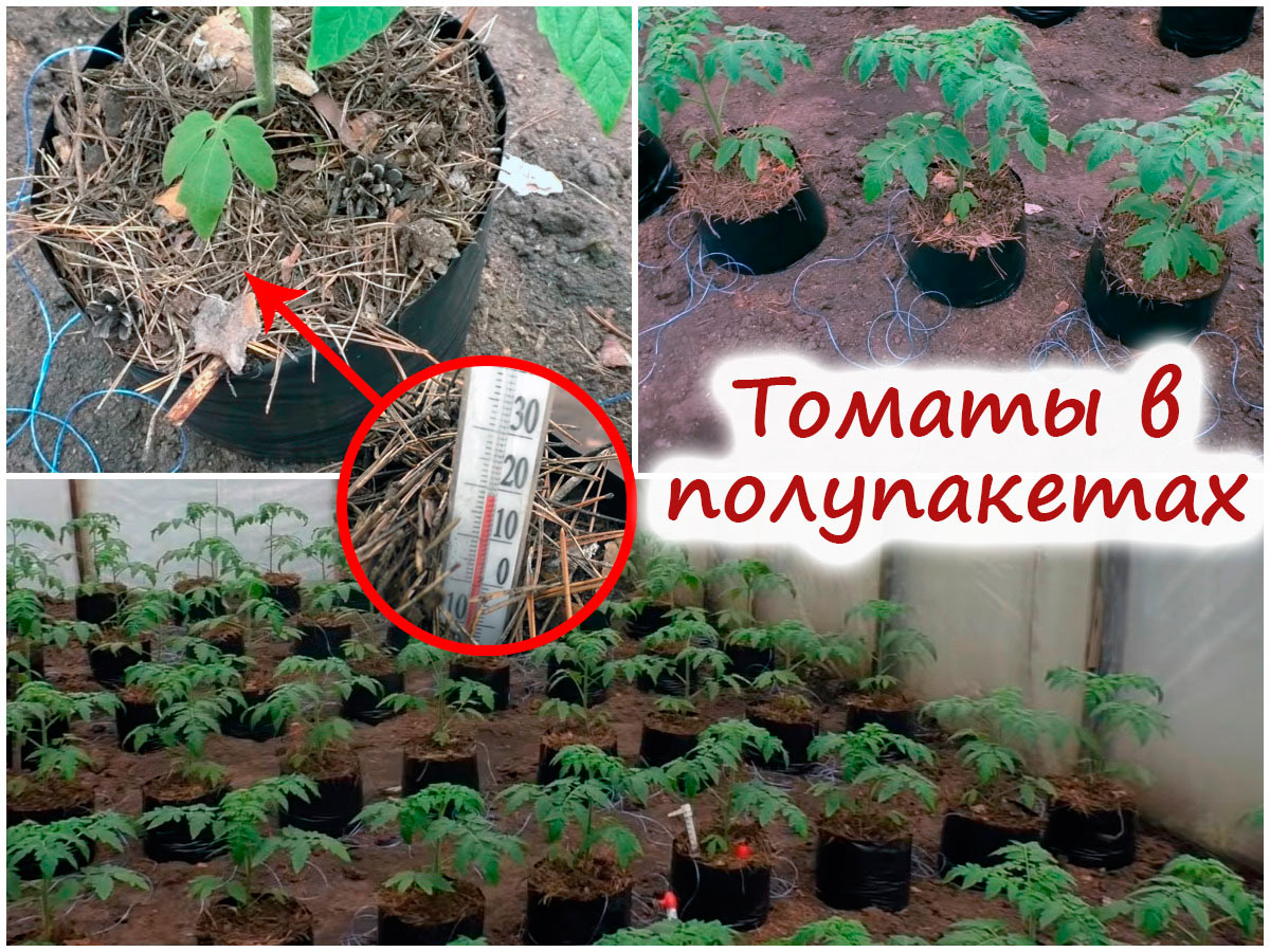 Томаты в полиэтиленовых пакетах
