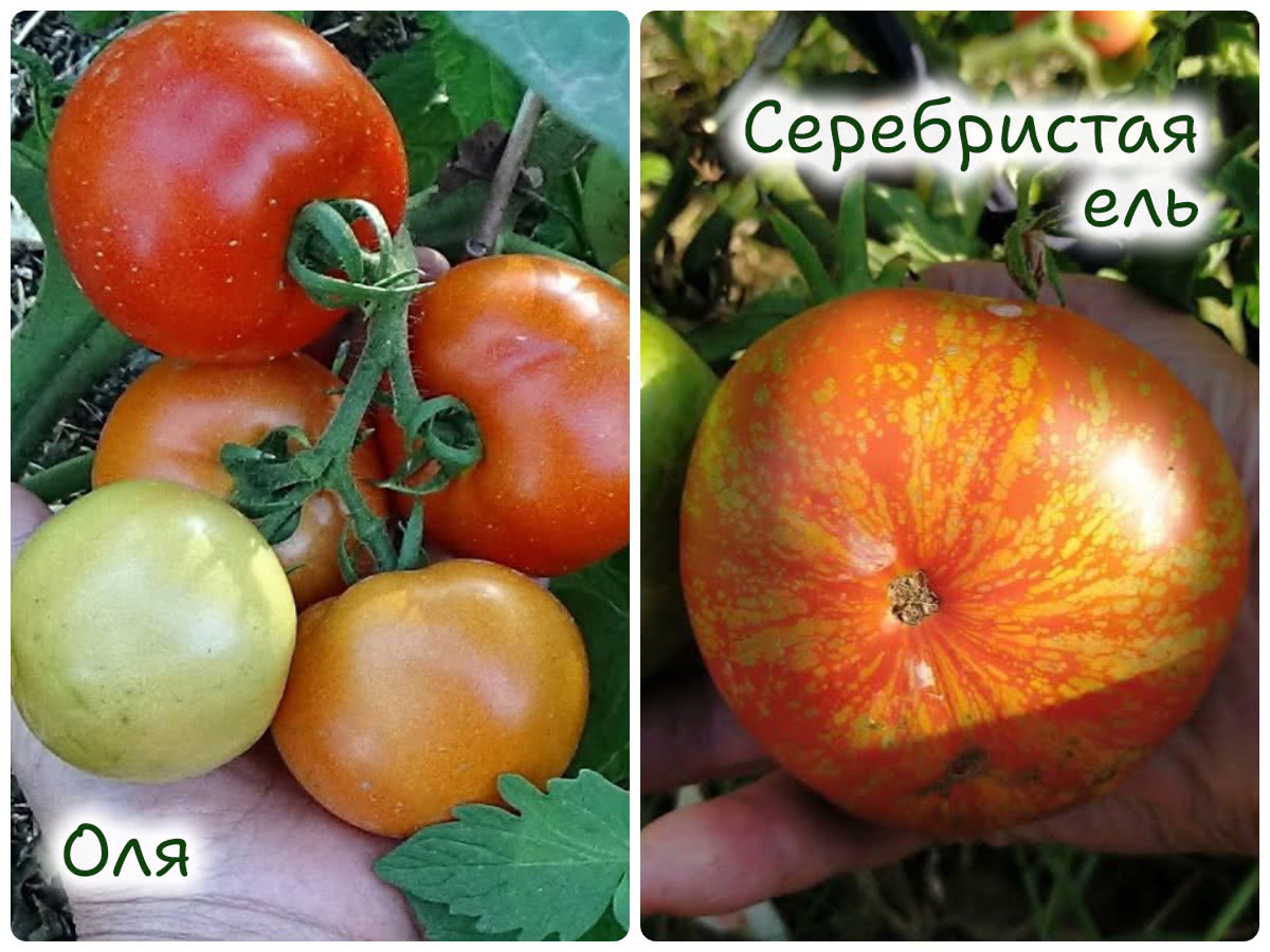 Засолка томатов