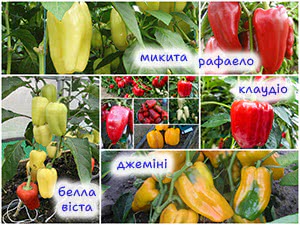 Сорти болгарського перцю