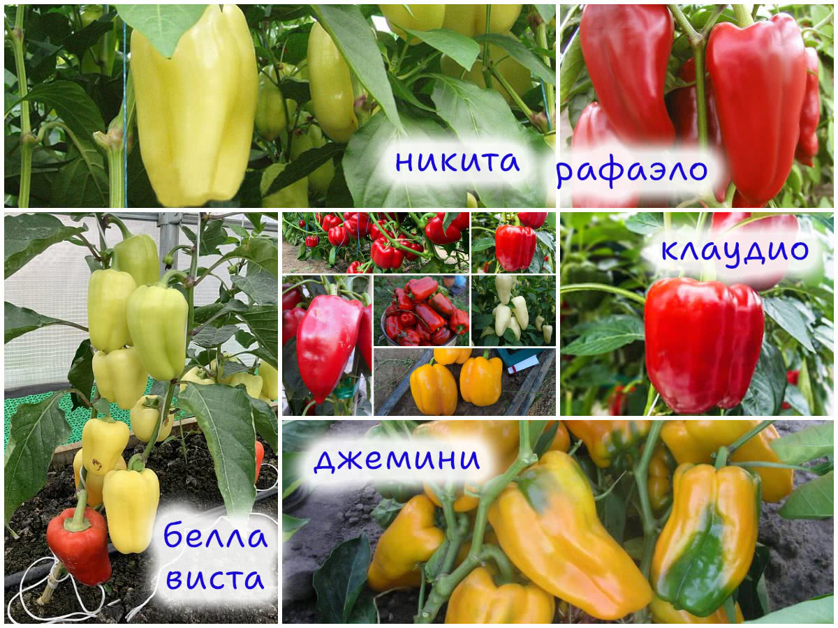 Сорта болгарского перца
