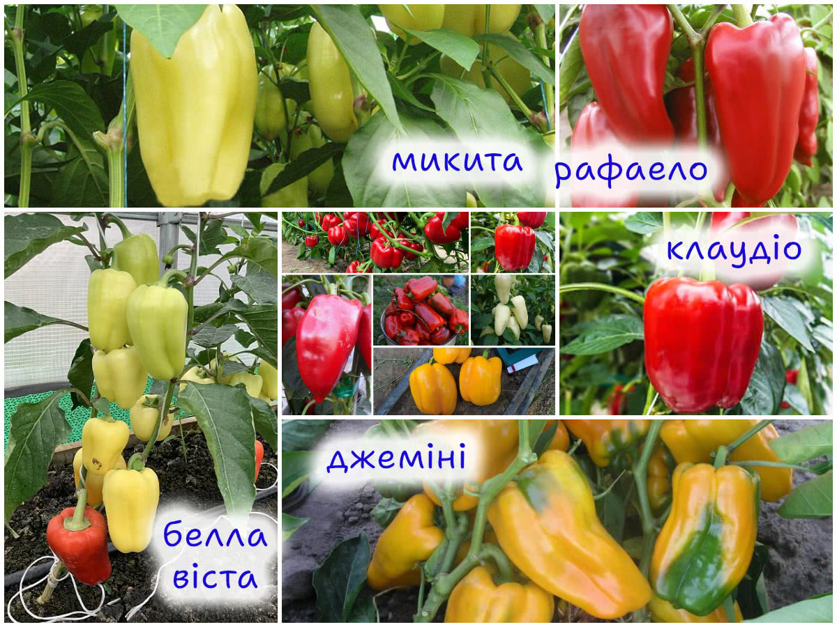 Сорти болгарського перцю