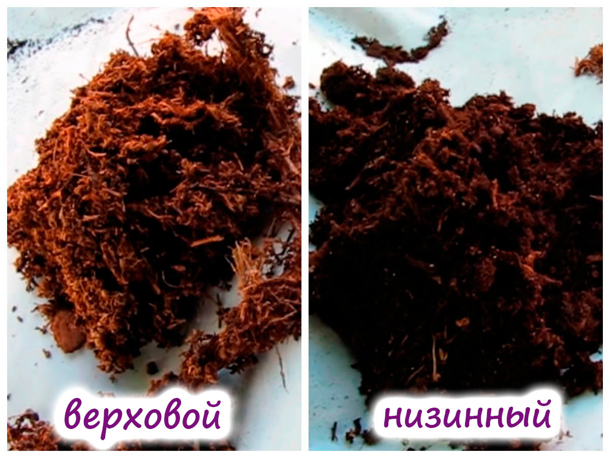 Верховой и низинный торф