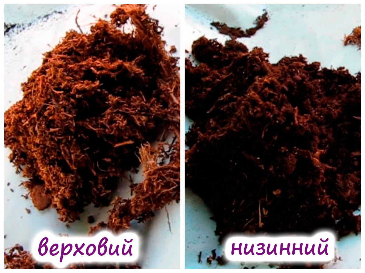 Верховий та низинний торф