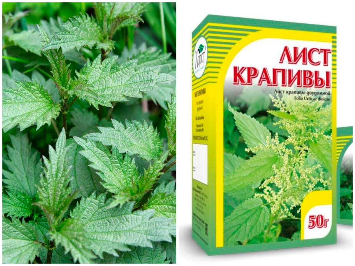 Крапива