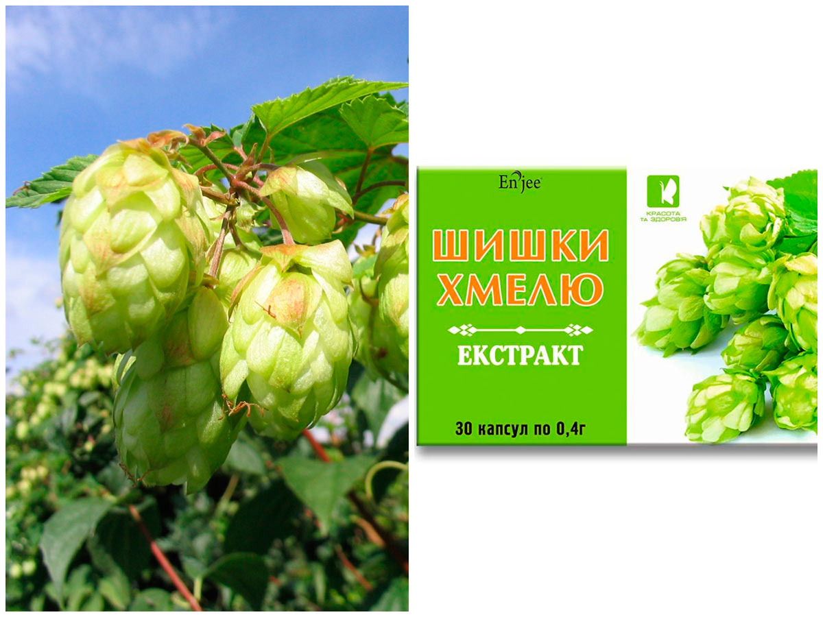 Хмель