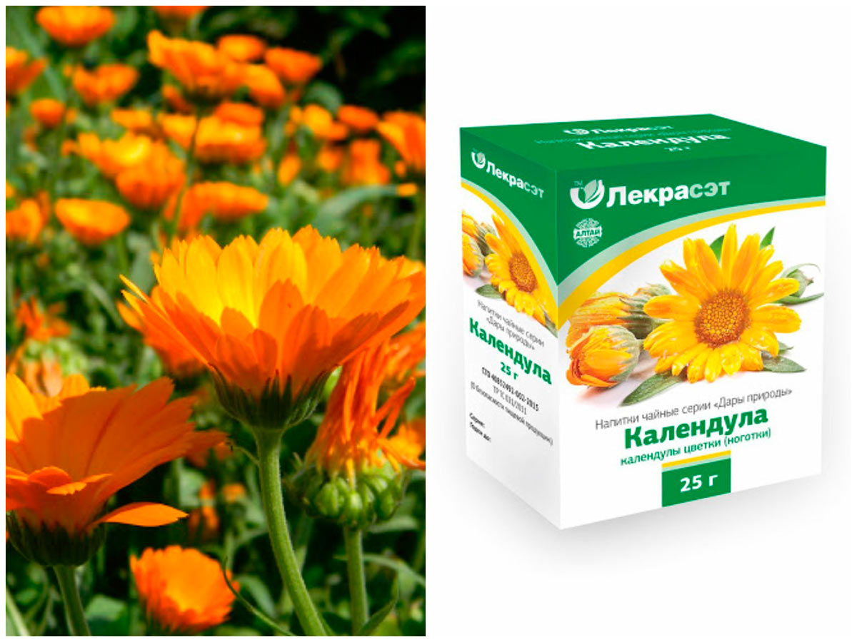 Календула