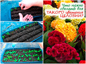 Пикировка целозии