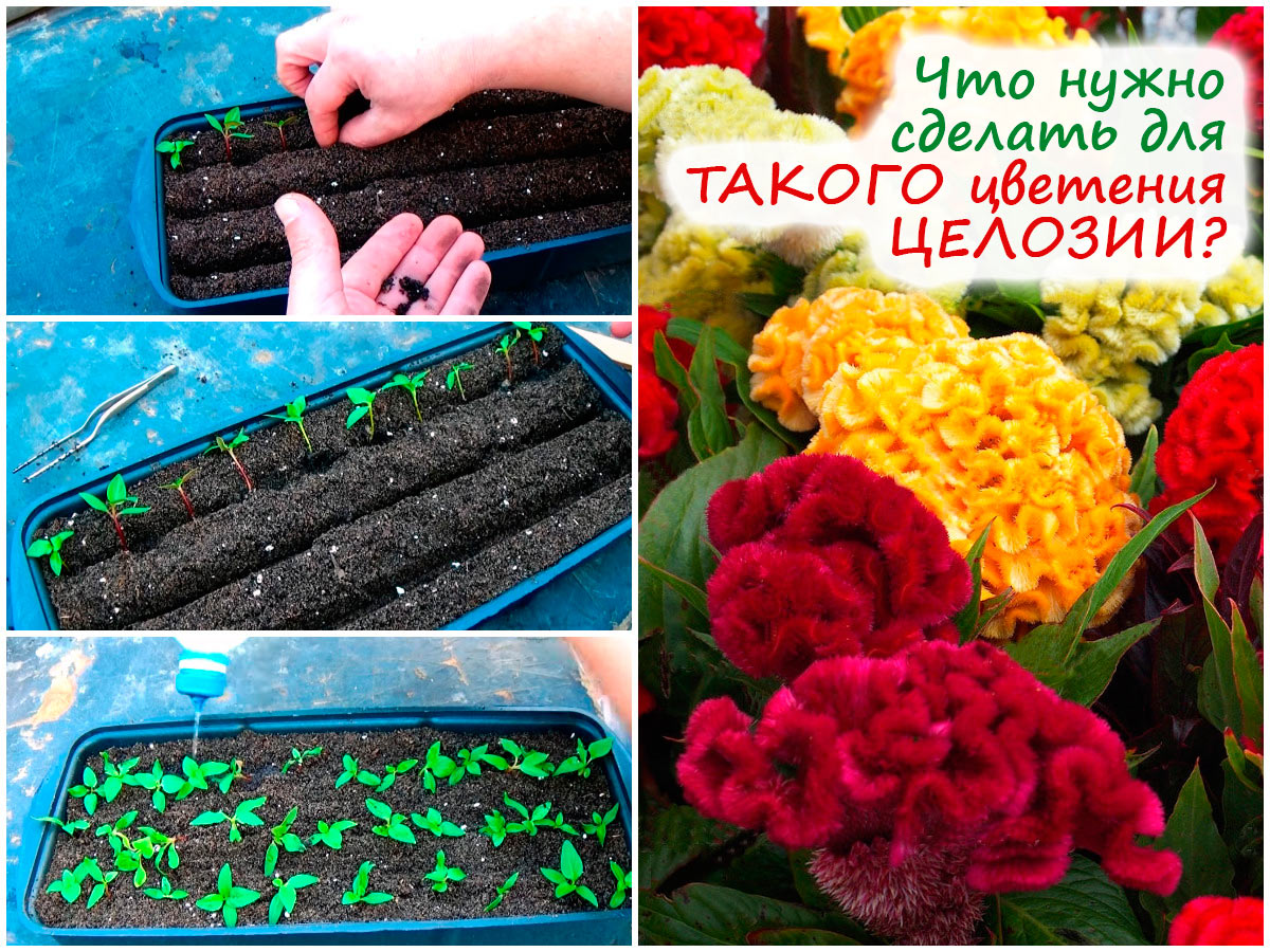 Пикировка целозии