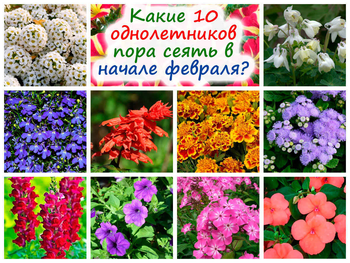 Однолетники для посева в феврале