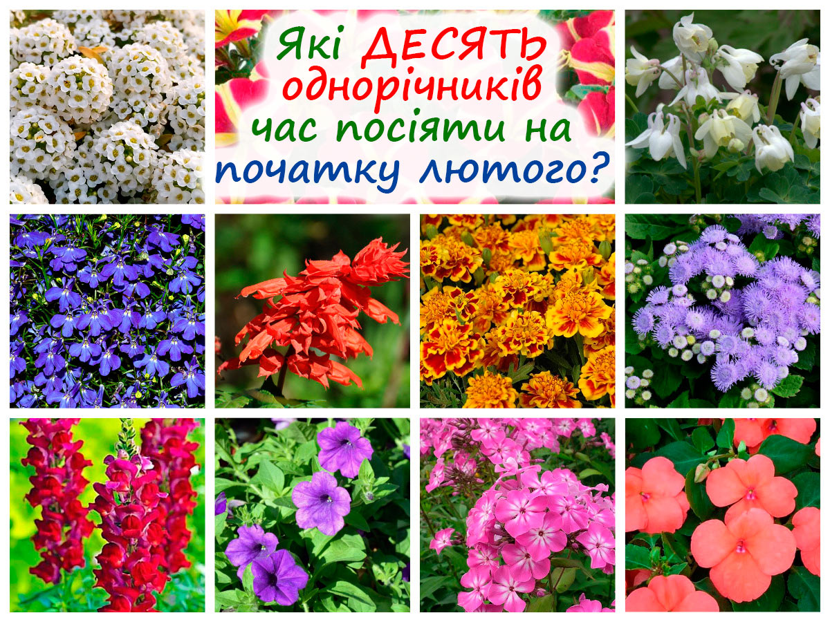 Однорічники для посіву у лютому