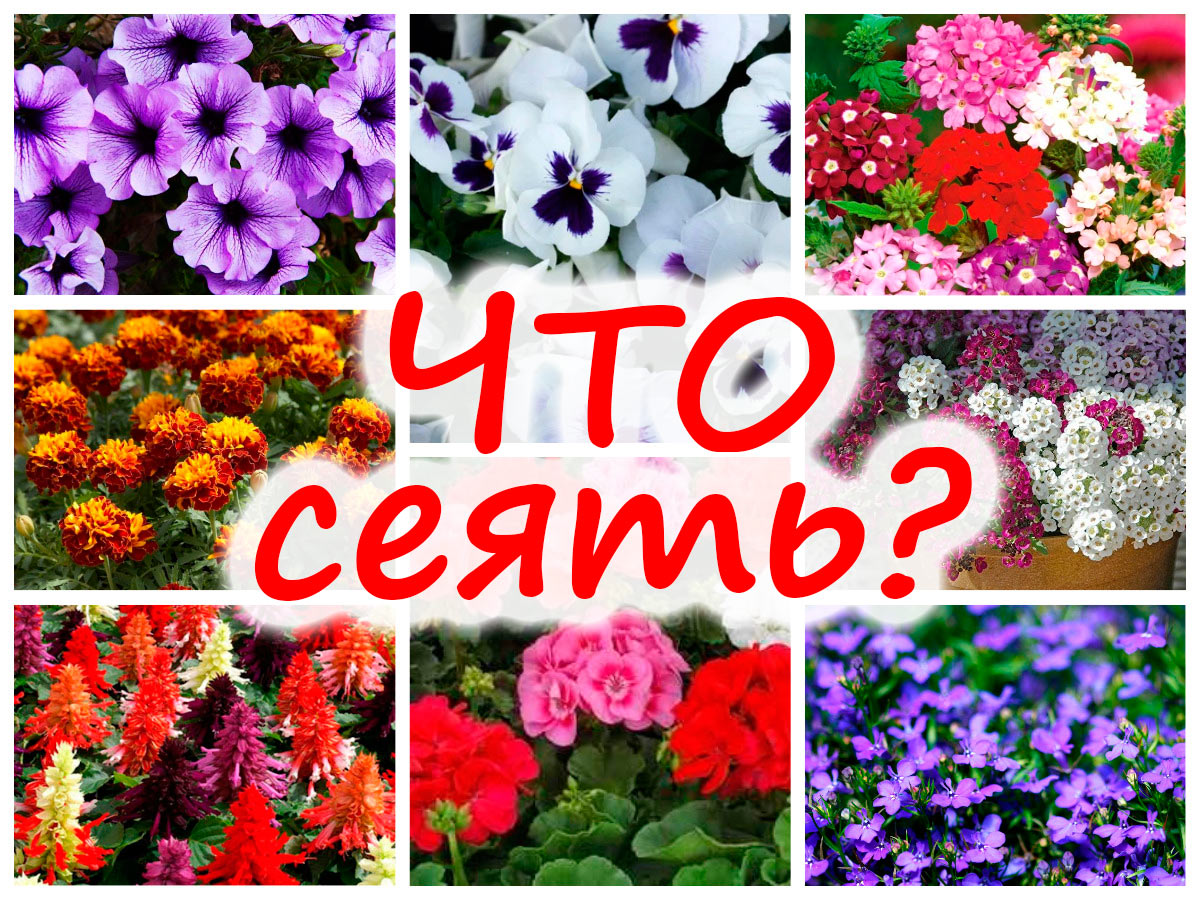 Посев цветов на рассаду