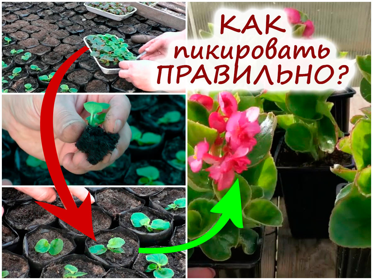 Пикировка цветов
