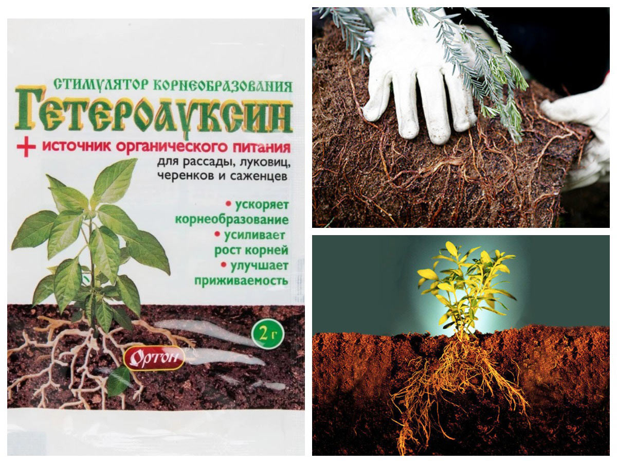 Применение укоренителя