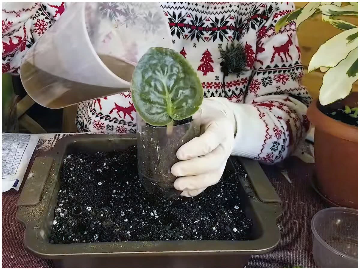Черенкование цветов