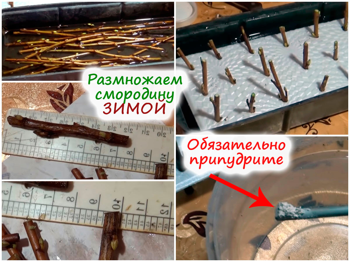 Размножение смородины черенками