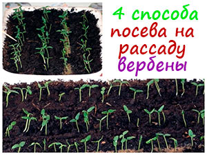 Рассада вербены