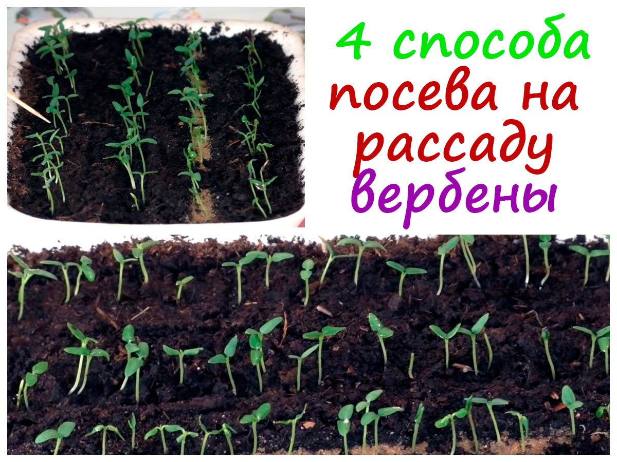 Рассада вербены