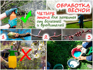 Обработка сада весной