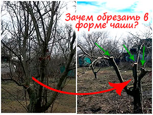 Обрезка деревьев в форме чаши