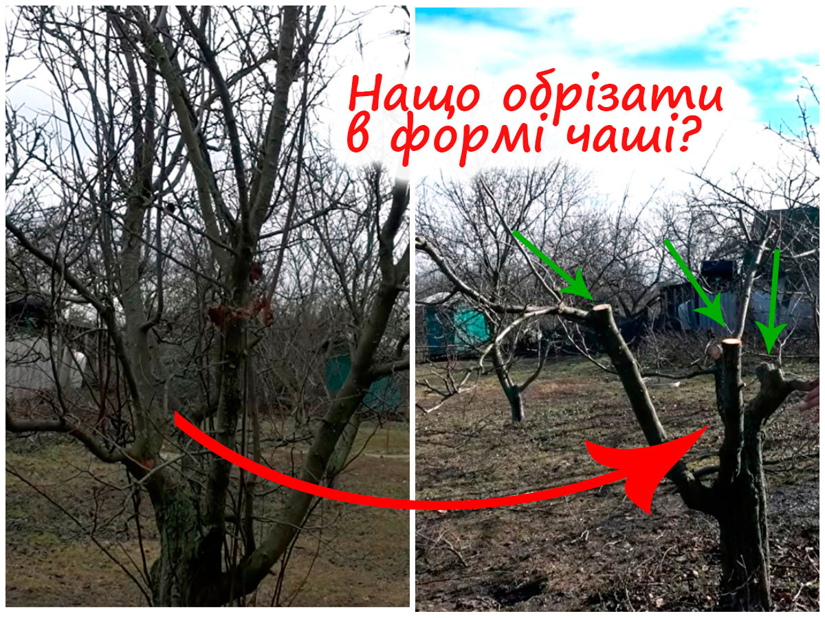 Обрізка дерев у формі чаші