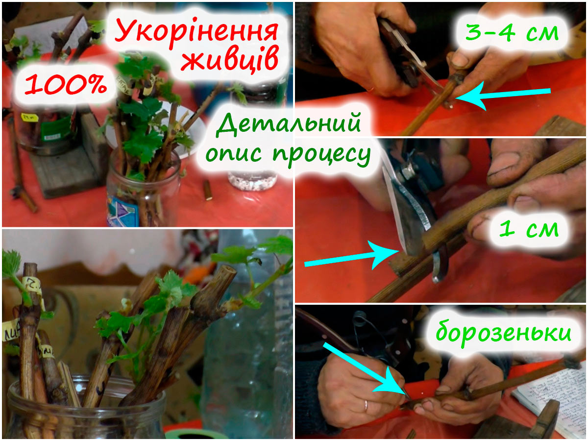 Укорінення живців винограду