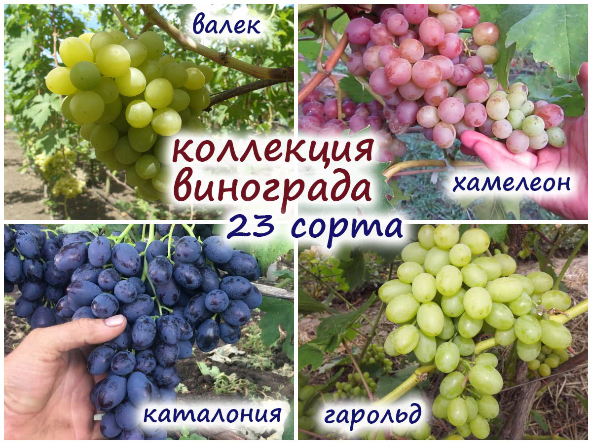 Сорта винограда для беседки и для вина