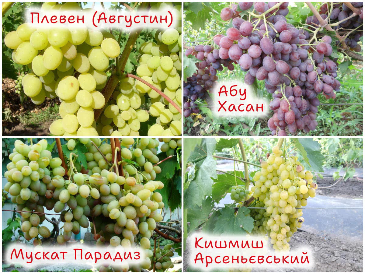 4 сорти винограду